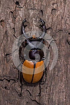 Stag Beetle (Odontolabis mouhoti ) Male