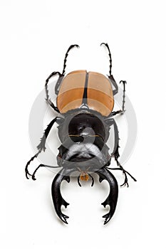 Stag Beetle (Odontolabis mouhoti ) Male