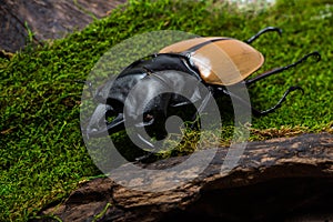 Stag Beetle (Odontolabis mouhoti ) Male