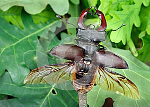 Stag beetle with open wings in an oak forest.