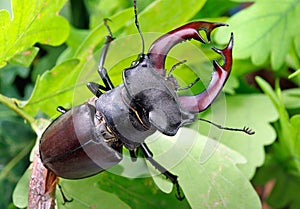 Stag beetle with open wings in an oak forest.