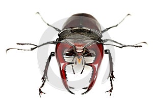 Stag Beetle portrait  on white