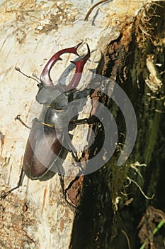 Stag beetle on white tree bark, closeup