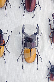 Stag Beetle specimen