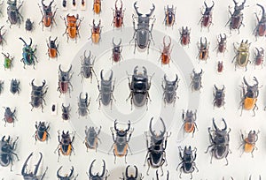 Stag Beetle specimens photo