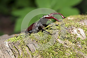 stag-beetle on the stump