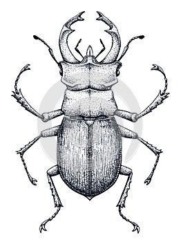 Stag beetle tattoo art. Lucanus cervus. Dot work tattoo. Insect. Symbol of authority, strength, power and nobility.