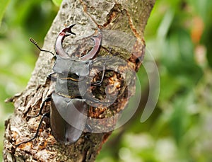 Stag beetle on a tree branch
