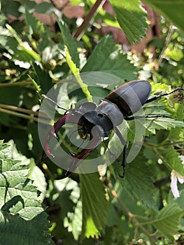 Stag beetle upclose