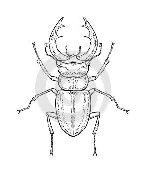 Stag beetle. Vector illustration in graphic style isolated on white background.