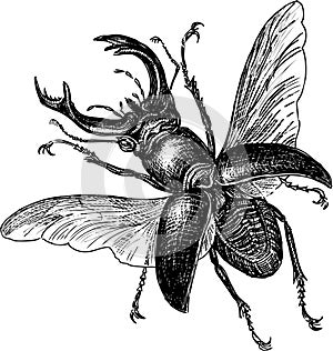 Stag-beetle photo
