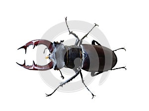Stag beetle on white