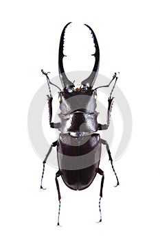 Stag beetle on the white background