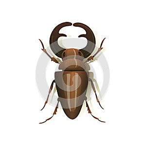 Stag beetle on white background. Vector illustration.