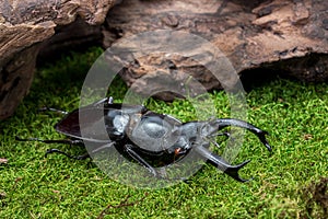 Stag Beetle (Hexarthrius nigritus) Beetle