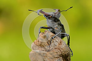 Stag Beetle & x28;Lucanus cervus& x29;