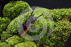 Stag Beetle (Prosopocoilus bison)