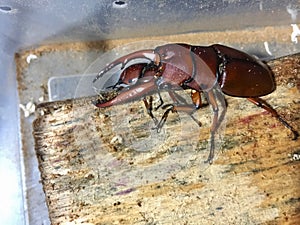 Stag beetles closeup