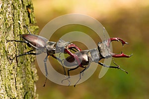 Stag beetles, Lucanus cervus photo