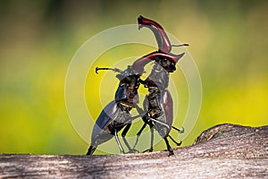 Stag beetles standing in an upright position during a territorial combat