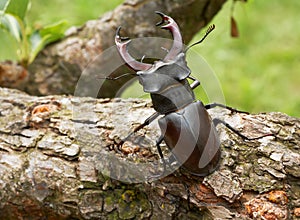 Stag bettle showing horns