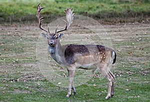 A stag at Charlecote Park