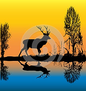 Stag At Dawn