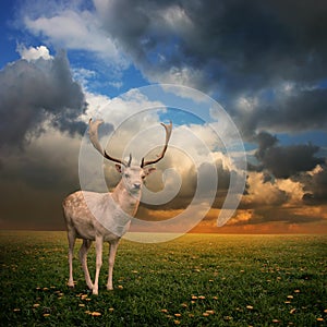Stag Deer photo