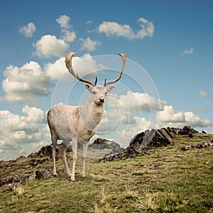 Stag Deer photo