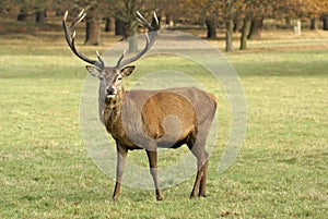 Stag Deer