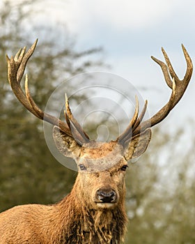 Stag Deer with Antlers