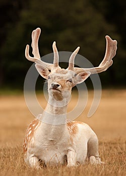 Stag deer with antlers sitting