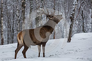 Stag deer calling in forest