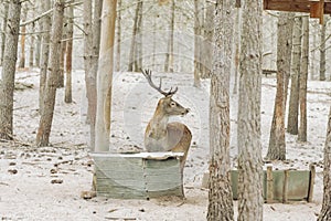 A Stag deer is drinking water in forest