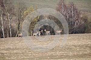 Flock of Deer stag  with growing antler grazing the grass  in spring