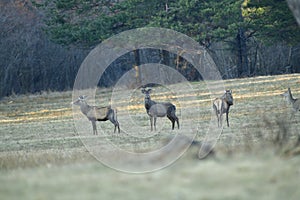 Flock of Deer stag  with growing antler grazing the grass  in spring