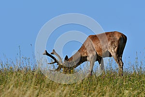 Flock of Deer stag  with growing antler grazing the grass  in spring