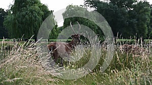 Stag deer with new growing antlers