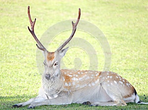 Stag deer photo