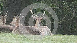 Stag Doe Kids and the Harem 2