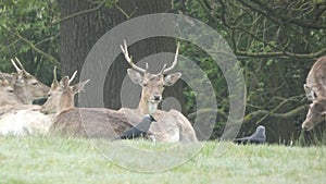 Stag Doe Kids and the Harem 4