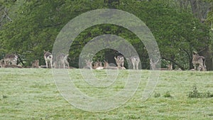 Stag Doe Kids and the Harem 5