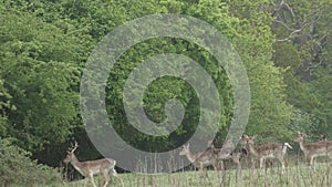 Stag Doe Kids and the Harem 8