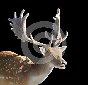 Stag Fallow Deer