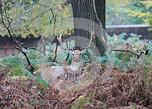 Stag fallow deer wild England- Cervus elaphus