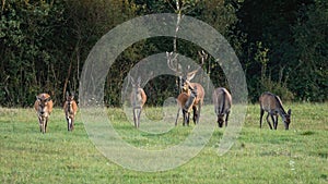 Stag following herd of hinds on a green meadow in mating season.