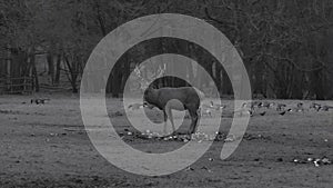 Stag by the forest in UK. Black and white picture