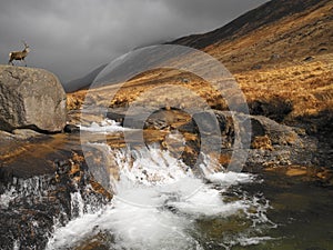 Stag in Glen Rosa - Isle of Arran - Scotland