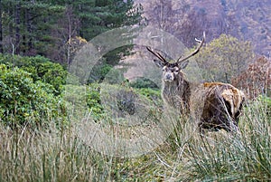 Stag, Glencoe