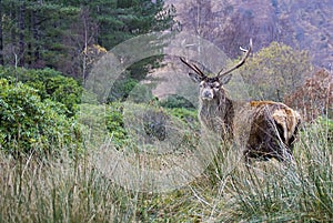 Stag, Glencoe